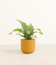 Load image into Gallery viewer, Sunset Orange*****Profile