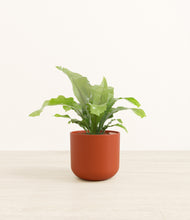 Load image into Gallery viewer, Earth Red*****Profile