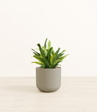 Load image into Gallery viewer, Sage Green*****Profile