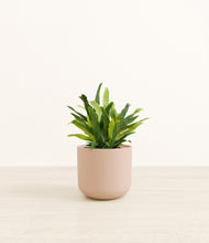 Load image into Gallery viewer, Sandy Pink*****Profile