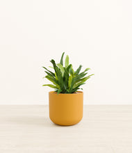 Load image into Gallery viewer, Sunset Orange*****Profile