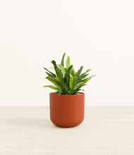 Load image into Gallery viewer, Earth Red*****Profile