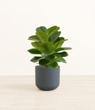 Load image into Gallery viewer, Iron Gray*****Profile