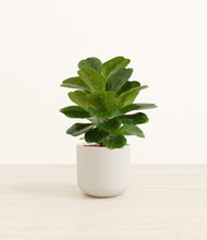 Load image into Gallery viewer, Natural Bamboo*****Profile