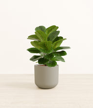 Load image into Gallery viewer, Sage Green*****Profile