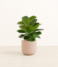 Load image into Gallery viewer, Sandy Pink*****Profile