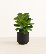 Load image into Gallery viewer, Stone Black*****Profile