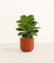 Load image into Gallery viewer, Earth Red*****Profile