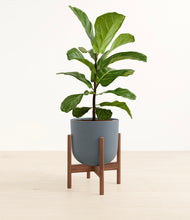 Load image into Gallery viewer, Iron Gray stand:walnut