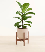 Load image into Gallery viewer, Sandy Pink stand:walnut