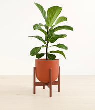 Load image into Gallery viewer, Earth Red stand:walnut