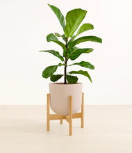 Load image into Gallery viewer, Sandy Pink stand:bamboo