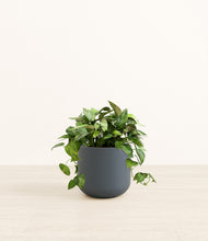 Load image into Gallery viewer, Iron Gray*****Profile