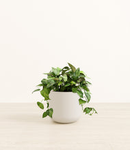 Load image into Gallery viewer, Natural Bamboo*****Profile