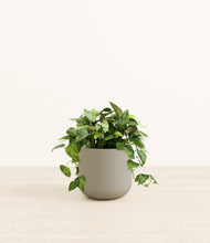 Load image into Gallery viewer, Sage Green*****Profile