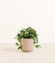 Load image into Gallery viewer, Sandy Pink*****Profile