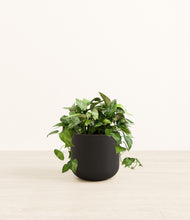 Load image into Gallery viewer, Stone Black*****Profile