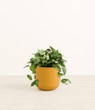 Load image into Gallery viewer, Sunset Orange*****Profile