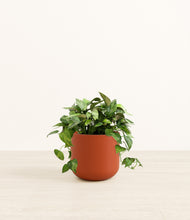 Load image into Gallery viewer, Earth Red*****Profile