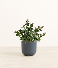 Load image into Gallery viewer, Iron Gray*****Profile