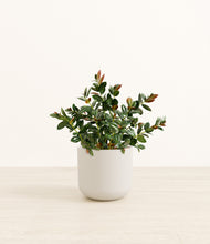 Load image into Gallery viewer, Natural Bamboo*****Profile