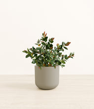 Load image into Gallery viewer, Sage Green*****Profile