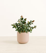 Load image into Gallery viewer, Sandy Pink*****Profile