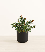 Load image into Gallery viewer, Stone Black*****Profile