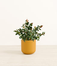 Load image into Gallery viewer, Sunset Orange*****Profile