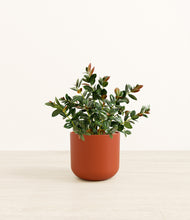 Load image into Gallery viewer, Earth Red*****Profile