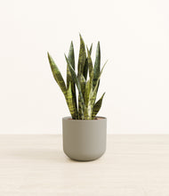 Load image into Gallery viewer, Sage Green*****Profile