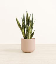 Load image into Gallery viewer, Sandy Pink*****Profile