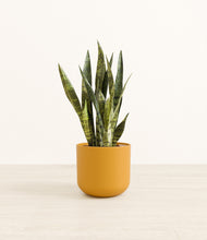 Load image into Gallery viewer, Sunset Orange*****Profile