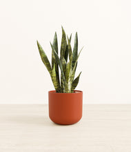 Load image into Gallery viewer, Earth Red*****Profile