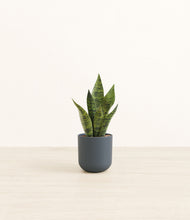 Load image into Gallery viewer, Iron Gray*****Profile