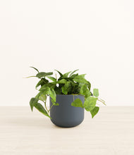 Load image into Gallery viewer, Iron Gray*****Profile