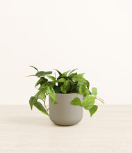 Load image into Gallery viewer, Sage Green*****Profile