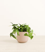 Load image into Gallery viewer, Sandy Pink*****Profile