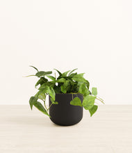 Load image into Gallery viewer, Stone Black*****Profile