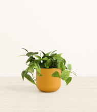 Load image into Gallery viewer, Sunset Orange*****Profile