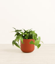 Load image into Gallery viewer, Earth Red*****Profile