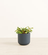 Load image into Gallery viewer, Iron Gray*****Profile