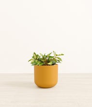 Load image into Gallery viewer, Sunset Orange*****Profile