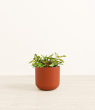 Load image into Gallery viewer, Earth Red*****Profile