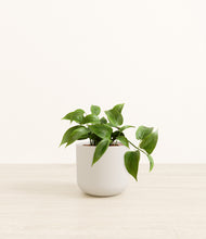 Load image into Gallery viewer, Natural Bamboo*****Profile