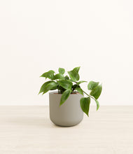 Load image into Gallery viewer, Sage Green*****Profile