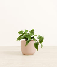 Load image into Gallery viewer, Sandy Pink*****Profile