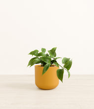 Load image into Gallery viewer, Sunset Orange*****Profile