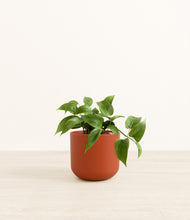 Load image into Gallery viewer, Earth Red*****Profile