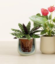 Load image into Gallery viewer, Lily Pad stand:all
